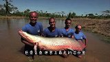 世界最大的淡水鱼，“鳞片”比盔甲还硬