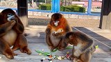 金丝猴一家子温馨吃饭