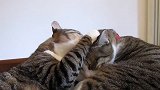 猫咪互相舔毛