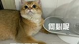 这招对猫咪非常管用，不信你可以试一试