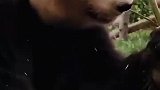 吃竹竿竟然剥皮，长见识了