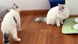 猫咪兄妹互相看不顺眼，主人还以为要动手，结果突然开始尬舞？