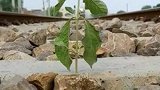 沉浸式列车下野草视角