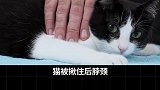 为什么提起猫咪的后颈肉，猫咪就会一动不动？萌宠出道计划 动物的迷惑行为