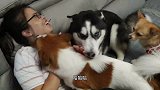 4只狗狗争风吃醋，各种撒娇手段都用上了，主人鼻子都笑歪了