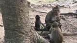 小猴子也需要玩伴，小猴子好好的！