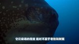 极其沙雕的鱼类，被吃了一半都反应不过来，但它们不会灭绝