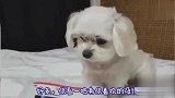 动物成精，你知道它会做什么吗