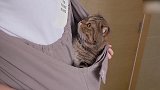 这家主人真会玩儿，把猫咪装进随身带，下次也这样试试！