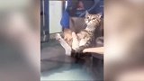 猫咪这是怎么了，看着生无可恋的表情，真是好逗！
