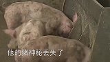 河北老农猪圈神秘丢猪，老农无奈报警，专家赶到后却乐开了花