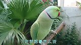为什么鹦鹉和八哥两种鸟能学人说话？