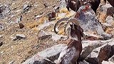 偶遇“骚胡”
