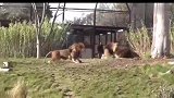 三只巴巴里狮子的激烈混战
