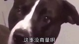 恶搞公鸡下蛋，公鸡反应亮了！