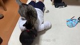猫咪看到主人趴在地毯上，竟然直接爬到主人背上去了，真是没谁了