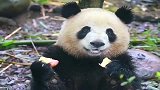 熊猫：什么叫爱到深处自然萌，说的就是我