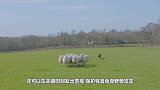 牧民为保护牲畜，专门打造“防狼圈”，狼群都不知从何下嘴！