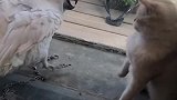 猫别惹我，不然我挠你！