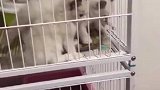 父母斗殴，孩子看热闹！