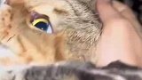 和猫咪的相爱相杀，不让我睡就都别睡了