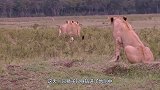 狮子只身钻进地洞，只留下一截尾巴在外面，突然狮子浑身开始颤抖