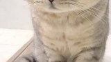 原来，嫉妒真的会让猫咪面目全非