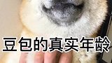 豆包到底多大答案来了