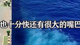 美国多地出现未知生物,不是野生动物行为,至今难以解释