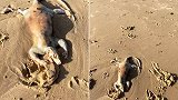 澳大利亚一居民在海滩上发现不明生物 疑似是溺水袋鼠