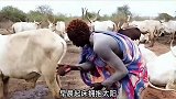 节俭的南苏丹蒙达里部落,牛的每一寸都不会放过,包括牛尿