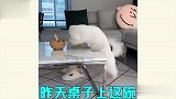 腿短到底有多难？你们这操作，是来搞笑的吧