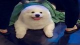 好好的一只萨摩，愣是养成了大白熊，可爱到爆炸