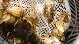 市场刚买的八爪鱼，石板上烧烤着吃，原汁原味太鲜了