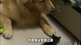 我就奇怪，金毛你咋这么怕小猫呢，得知结果我笑了