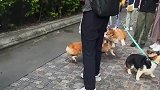 这一幕把人看呆，小短腿直接干起来了