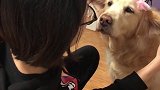 听说养狗的人都会这样自娱自乐