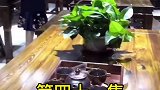 红家戏班只剩下桃红了