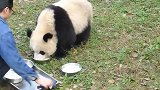 大熊猫都过来吃饭啦，今天给你们准备了牛奶