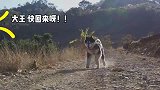 大狗狗不给肉吃，我要罢工！