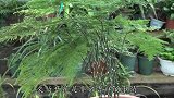 文竹开花是大凶？别傻了，是大吉，教你怎么将它养开花！