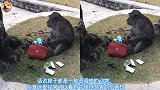 调皮的猴子抢走游客的可乐，刚喝没几口意外就发生了，失算了
