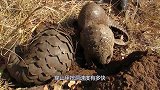 穿山甲挖洞速度有多快？如果不是镜头拍下，没人敢相信这个速度