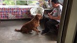 金毛狗狗丢丢和八哥鸟小黑的“和平相处”