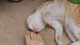 这得多臭啊，睡着都能臭醒了，求此刻猫咪的心理阴影！