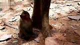 被猴妈袭击了，吃个水果压压惊