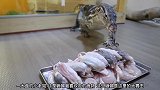 大蜥蜴今天有口福了，主人给它准备了一大盘的耗子肉，吞了好多只