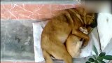小猫倚靠在大狗身上，大狗保持一动不动，真是惊奇！