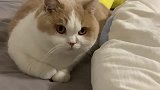 猫：你看，都怪你推我，爪子不小心钩坏床单了，自己看着办吧