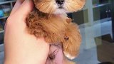 约克夏全网就一个金色花约克夏